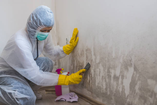 Best Black Mold Removal  in Woodsboro, TX