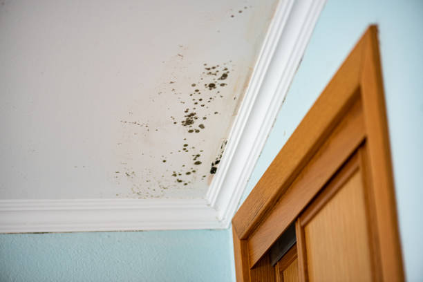 Best Same-Day Mold Removal  in Woodsboro, TX