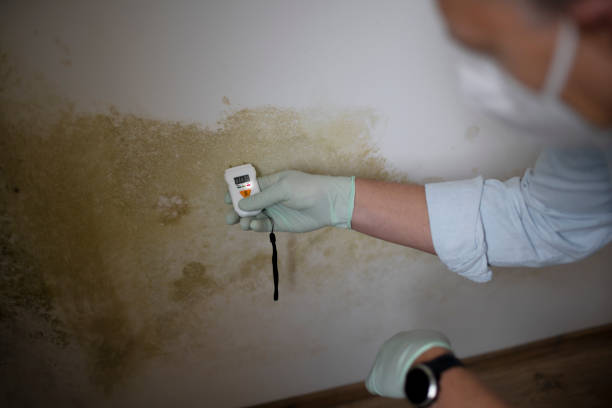 Trusted Woodsboro, TX Mold Removal Experts