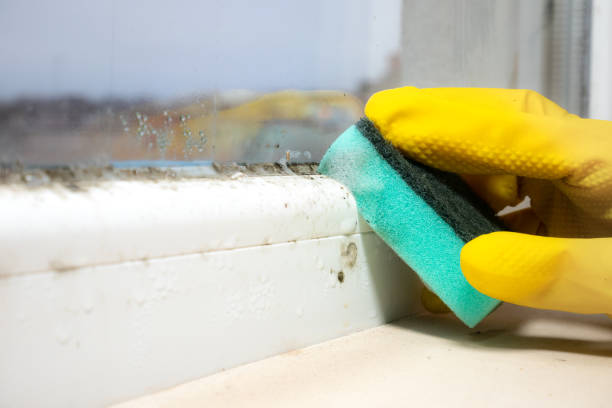 Best Mold Removal Company Near Me  in Woodsboro, TX