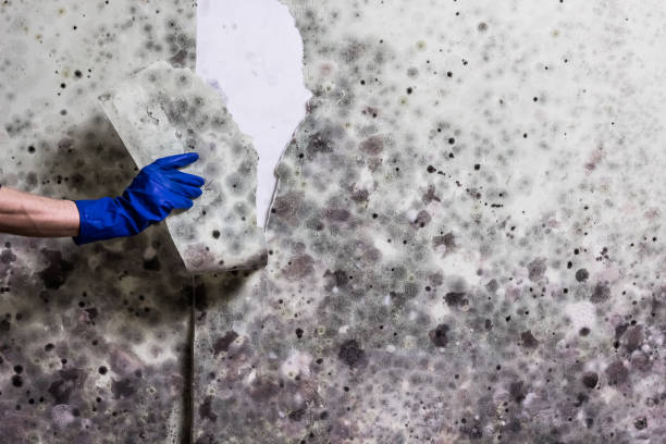 Mold Removal Process in Woodsboro, TX