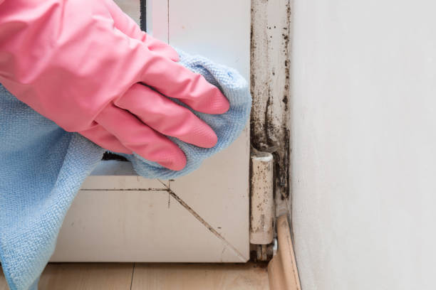 Best Residential Mold Removal  in Woodsboro, TX