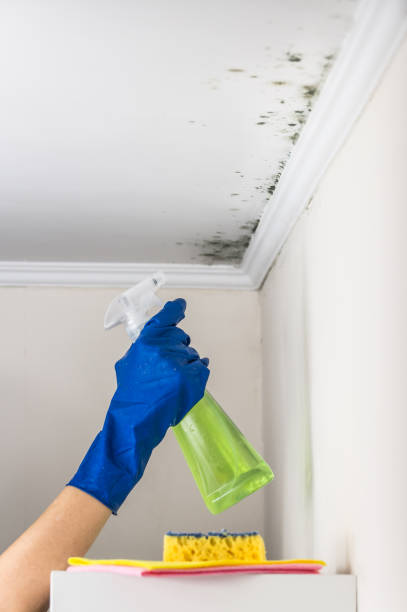 Best Mold Damage Repair  in Woodsboro, TX